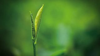 這片樹(shù)葉，改變了世界！