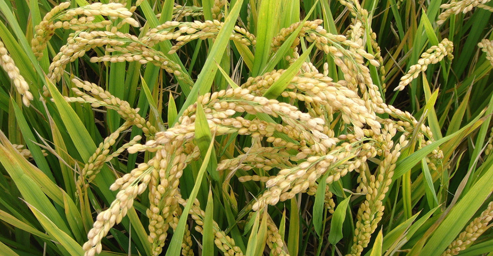 農(nóng)業(yè)部關(guān)于命名第一批國家農(nóng)產(chǎn)品質(zhì)量安全縣(市)的通知