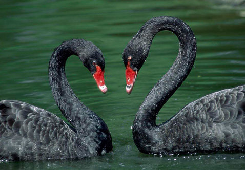 ?？低?ldquo;黑天鵝&rdquo;驚魂兩天