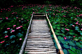 踱步花間，邂逅美麗