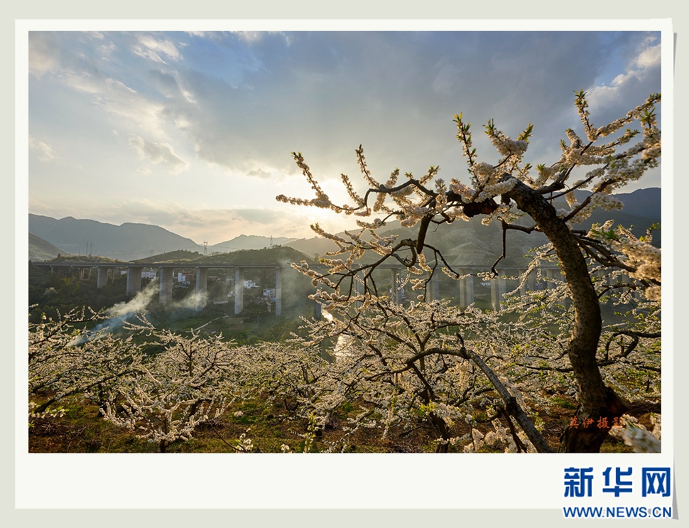 李花白，彩霞紅，春意濃