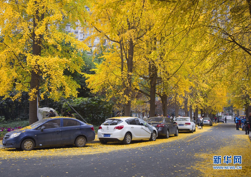 冬日暖陽，成都的銀杏已滿地