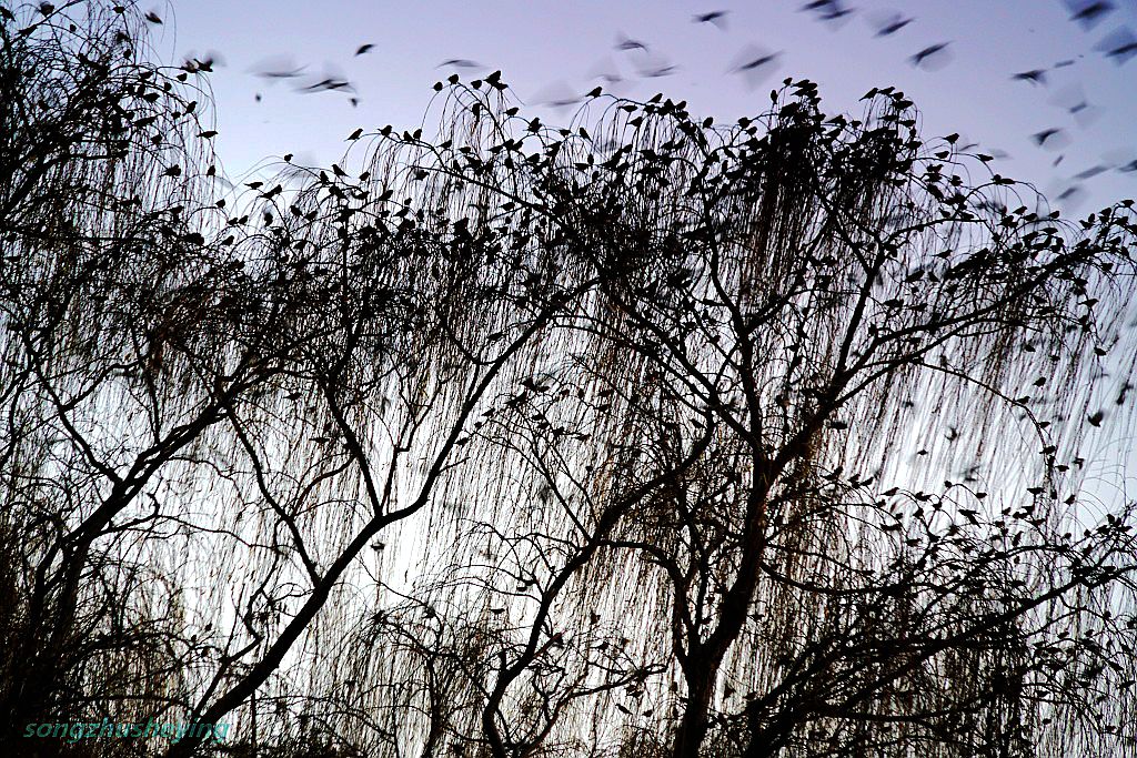 大明湖畔萬(wàn)鳥(niǎo)聚集