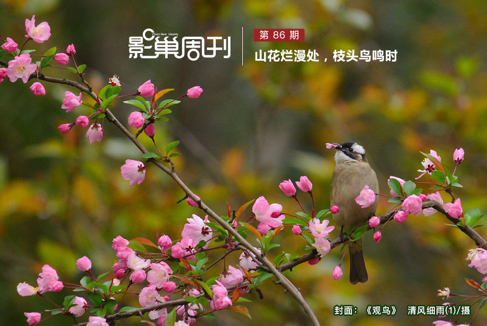 觀鳥(niǎo)