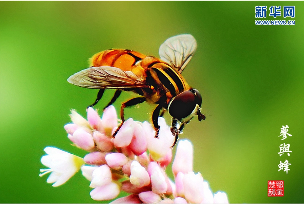 蓼與蜂、蜘蛛