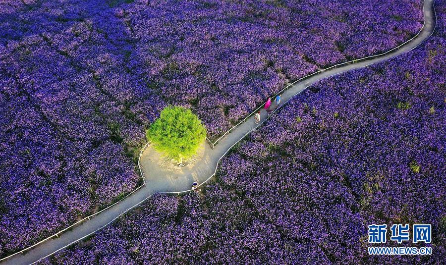 （十九大&middot;讀報(bào)告 話民生）（7）加快生態(tài)文明體制改革，建設(shè)美麗中國(guó)