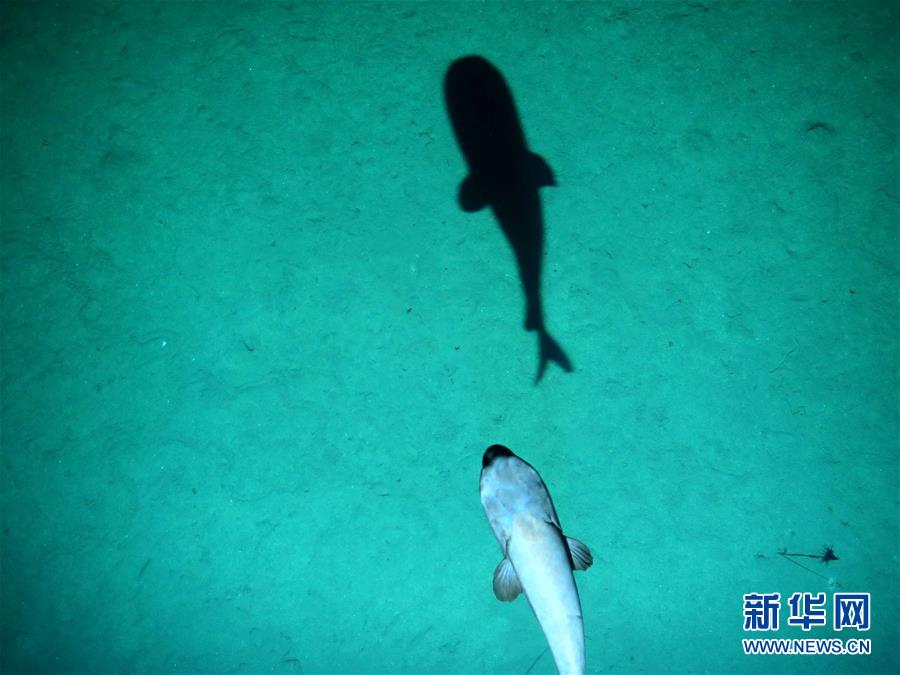 （社會(huì)）（2）&ldquo;潛龍三號(hào)&rdquo;&ldquo;曝光&rdquo;深海生物
