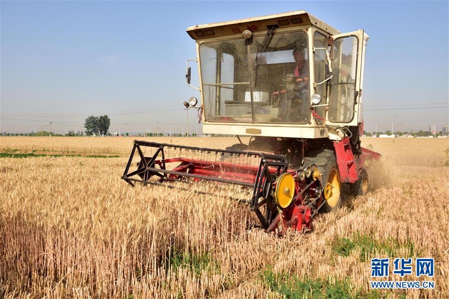 #（經濟）（2）芒種時節(jié)麥收忙