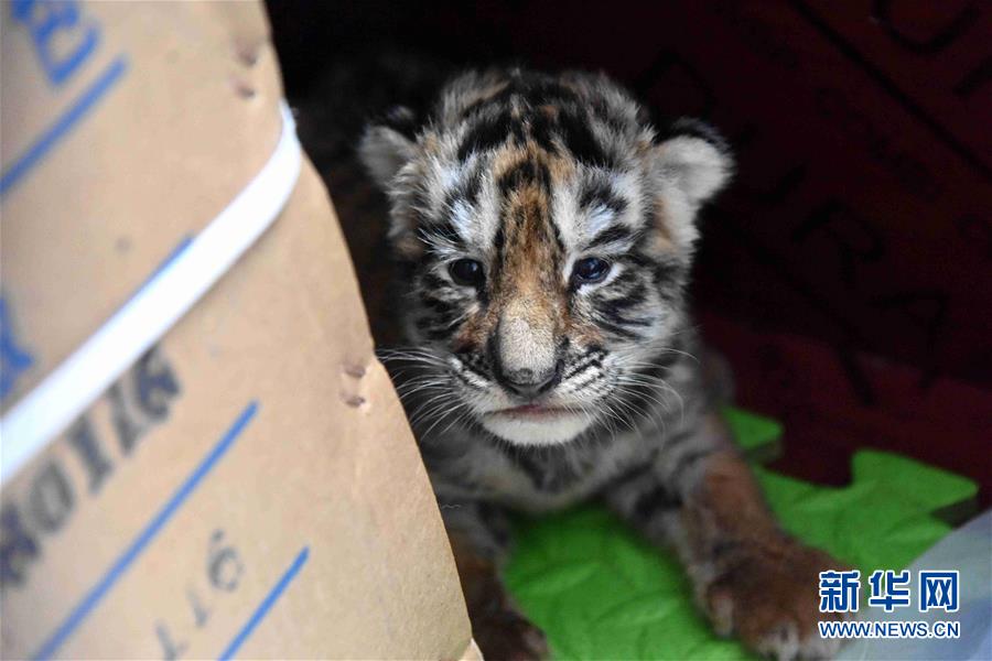 （圖文互動）（2）虎寶寶&ldquo;幼兒園&rdquo;：奶瓶隔尿墊一樣都不能少