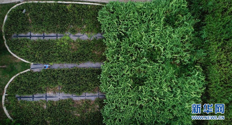 （在習(xí)近平新時(shí)代中國特色社會(huì)主義思想指引下&mdash;&mdash;新時(shí)代新作為新篇章&middot;圖文互動(dòng)）（3）稀奇！治污濕地成了休閑公園&mdash;&mdash;江蘇蘇州全域推進(jìn)農(nóng)村生活污水治理