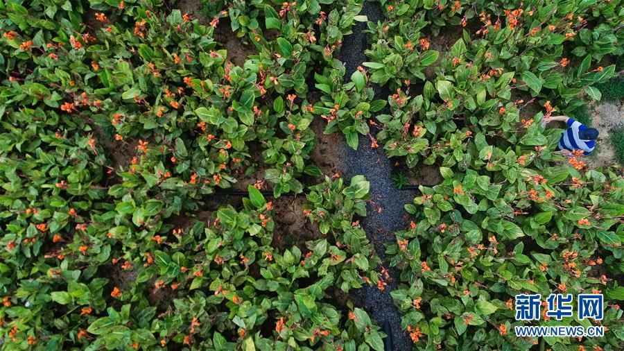 （在習(xí)近平新時(shí)代中國特色社會(huì)主義思想指引下&mdash;&mdash;新時(shí)代新作為新篇章&middot;圖文互動(dòng)）（5）稀奇！治污濕地成了休閑公園&mdash;&mdash;江蘇蘇州全域推進(jìn)農(nóng)村生活污水治理