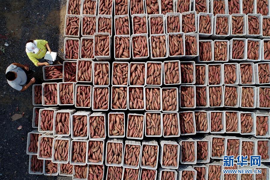 （新華全媒頭條&middot;聚焦鄉(xiāng)村振興戰(zhàn)略規(guī)劃&middot;圖文互動(dòng)）（11）推進(jìn)鄉(xiāng)村振興的行動(dòng)指南&mdash;&mdash;解讀鄉(xiāng)村振興戰(zhàn)略首個(gè)五年規(guī)劃亮點(diǎn)