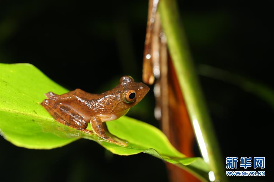 （新華全媒頭條&middot;圖文互動(dòng)）（1）歸來的雨林 