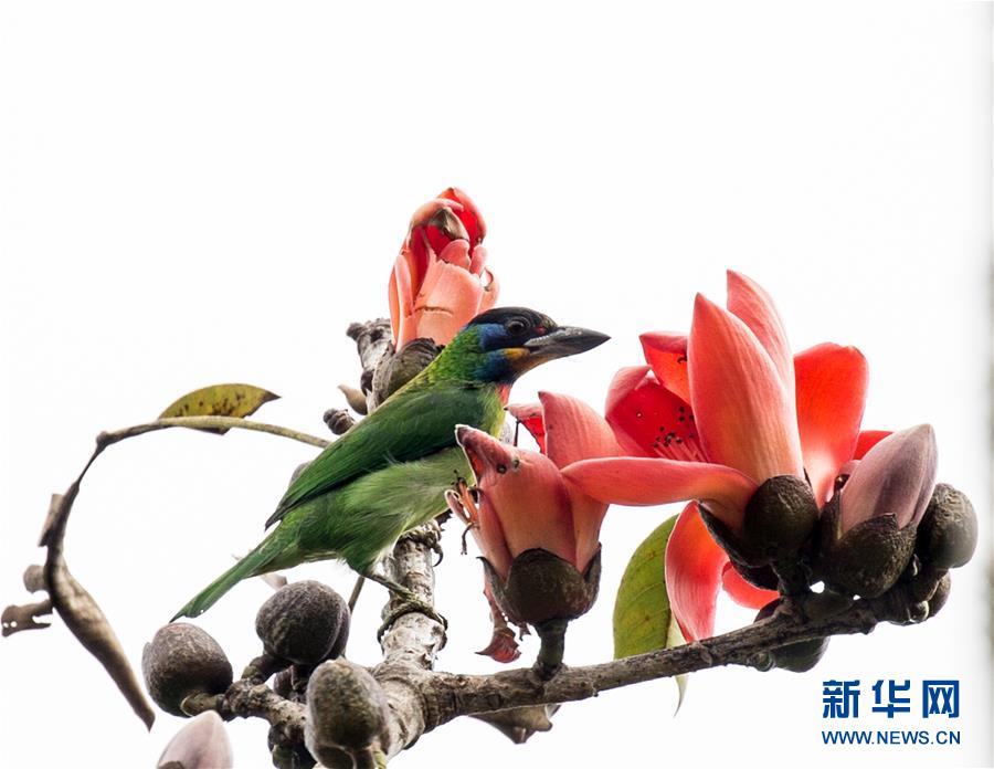 （新華全媒頭條&middot;圖文互動(dòng)）（3）歸來的雨林 