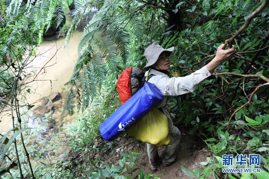 （新華全媒頭條&middot;圖文互動(dòng)）（10）歸來的雨林 