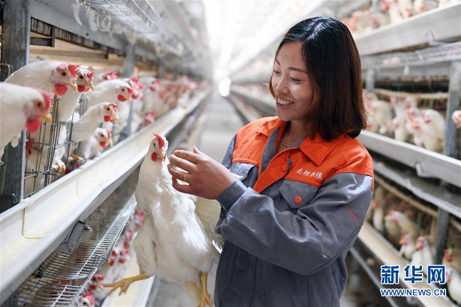 (新華全媒頭條·圖文互動)(1)希望灑在金色田野——寫在鄉(xiāng)村振興戰(zhàn)略實施一周年之際