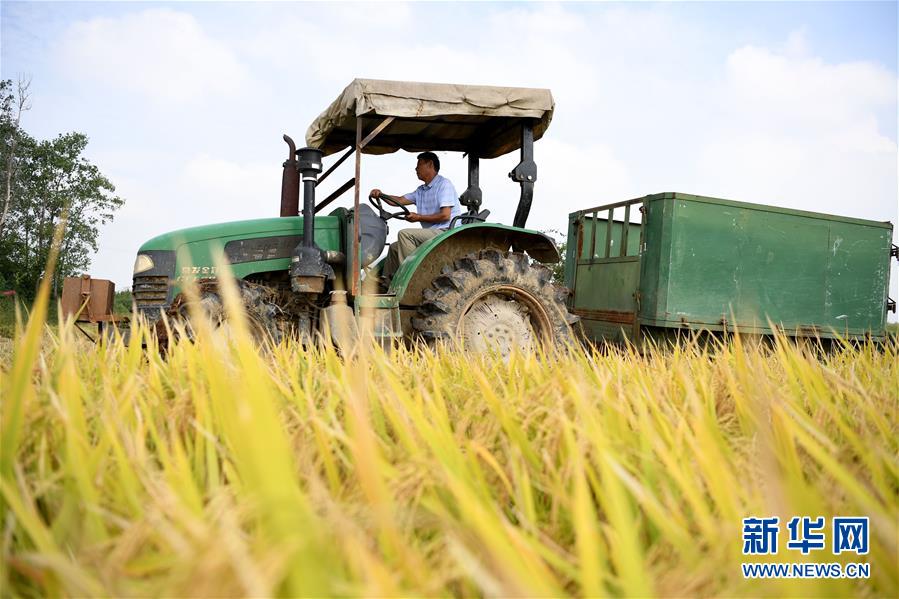(新華全媒頭條·圖文互動)(7)希望灑在金色田野——寫在鄉(xiāng)村振興戰(zhàn)略實施一周年之際