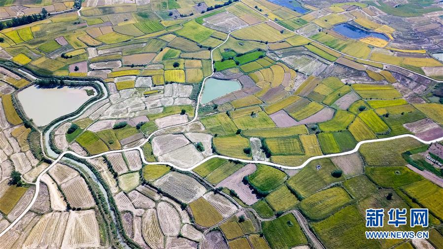 (新華全媒頭條·圖文互動)(8)希望灑在金色田野——寫在鄉(xiāng)村振興戰(zhàn)略實施一周年之際