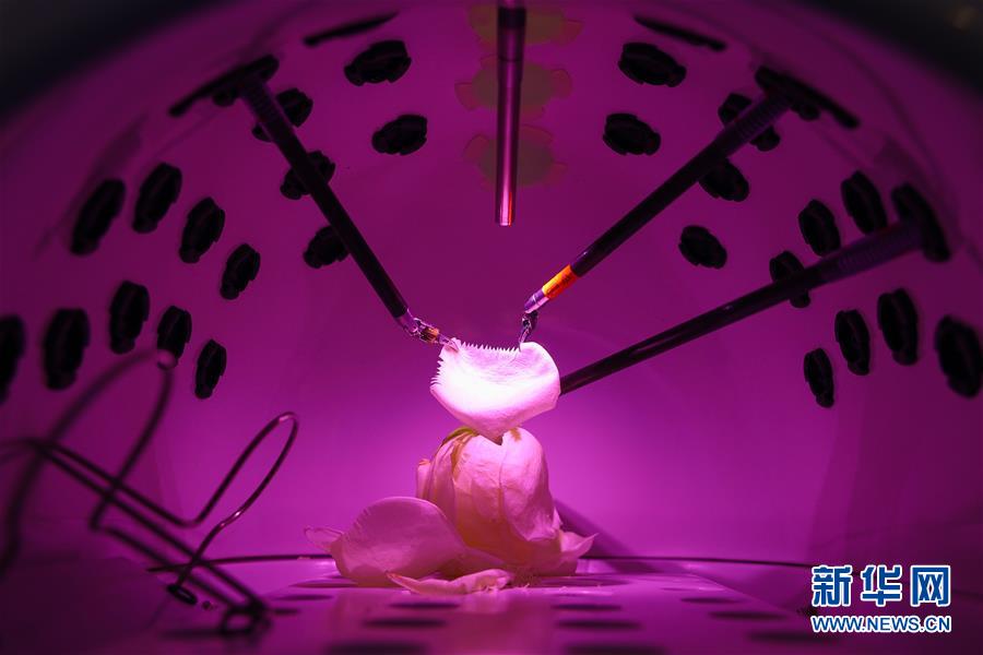 （鏡觀中國&middot;新華社國內(nèi)照片一周精選）（3）機(jī)械手術(shù)&ldquo;手&rdquo;