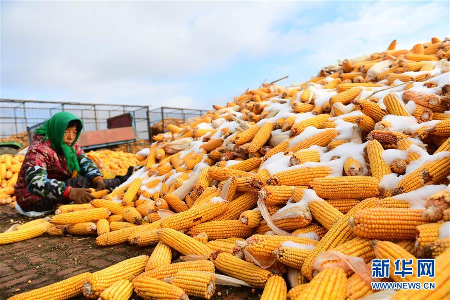 (在習(xí)近平新時代中國特色社會主義思想指引下——新時代新作為新篇章·鄉(xiāng)村振興戰(zhàn)略·圖文互動)(1)吉林榆樹:產(chǎn)糧“冠軍縣”大旱之年從容應(yīng)對減產(chǎn)考驗