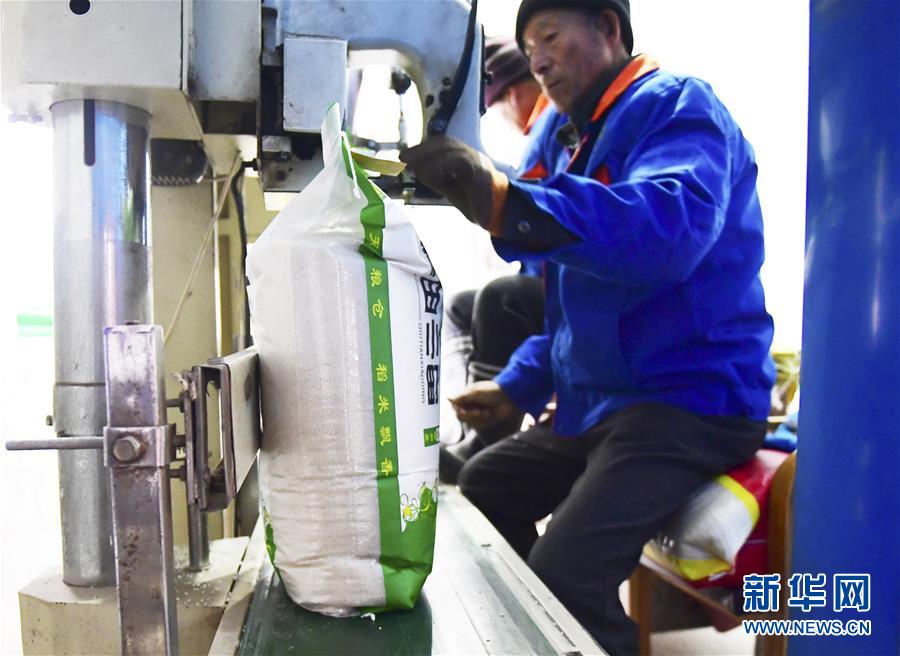 (在習(xí)近平新時代中國特色社會主義思想指引下——新時代新作為新篇章·鄉(xiāng)村振興戰(zhàn)略·圖文互動)(3)吉林榆樹:產(chǎn)糧“冠軍縣”大旱之年從容應(yīng)對減產(chǎn)考驗