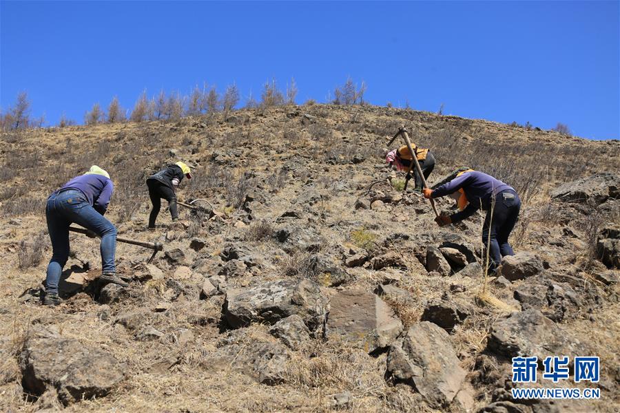 （新華全媒頭條&middot;圖文互動(dòng)）（8）那一抹綠色，走進(jìn)越來(lái)越多人心里&mdash;&mdash;河北塞罕壩續(xù)寫(xiě)新時(shí)代綠色傳奇