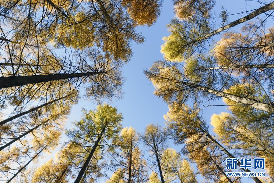 （新華全媒頭條&middot;圖文互動(dòng)）（9）那一抹綠色，走進(jìn)越來(lái)越多人心里&mdash;&mdash;河北塞罕壩續(xù)寫(xiě)新時(shí)代綠色傳奇