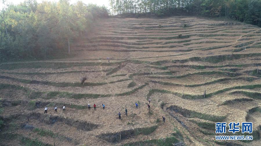 (在習(xí)近平新時(shí)代中國(guó)特色社會(huì)主義思想指引下·慶祝改革開放40周年·共享發(fā)展·圖文互動(dòng))(2)“浙江親人”請(qǐng)心安 白茶苗已種滿山——浙江安吉捐贈(zèng)四川青川白茶苗種植地探訪