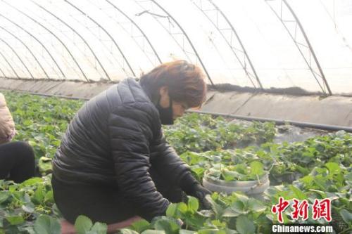 正值隆冬時(shí)節(jié)，山西省長(zhǎng)治市長(zhǎng)子縣天寒地凍，最低氣溫已有零下十幾度，當(dāng)?shù)氐氖卟舜笈飪?nèi)卻&ldquo;春意盎然&rdquo;、生機(jī)勃勃?！⊥蹙S寧 攝