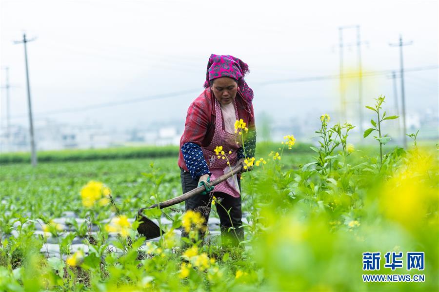 (社會(huì))(1)貴州啟動(dòng)脫貧攻堅(jiān)“春季攻勢(shì)”