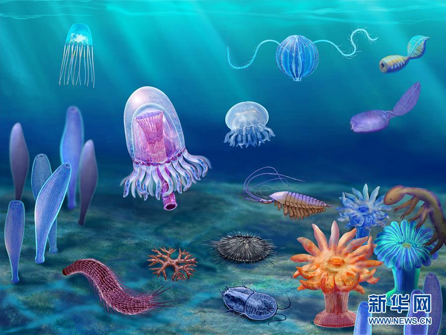 （新華全媒頭條&middot;圖文互動(dòng)）（15）探尋5億年前&ldquo;生命大爆炸&rdquo;之奧秘&mdash;&mdash;中國(guó)科學(xué)家發(fā)現(xiàn)寒武紀(jì)&ldquo;化石寶庫&rdquo;清江生物群紀(jì)實(shí)