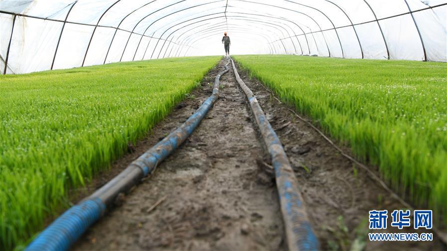 （壯麗70年&middot;奮斗新時(shí)代&middot;圖文互動(dòng)）（7）&ldquo;光腚屯&rdquo;富了美了&mdash;&mdash;《暴風(fēng)驟雨》原型地黑龍江元寶村振興見聞 