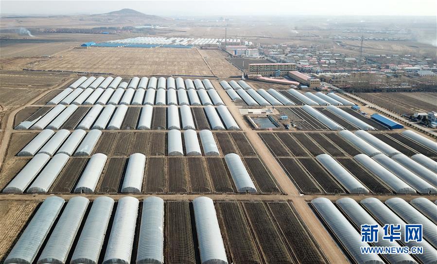 （壯麗70年　奮斗新時(shí)代&mdash;&mdash;推動(dòng)高質(zhì)量發(fā)展調(diào)研行&middot;圖文互動(dòng)）（1）黑龍江賓縣：&ldquo;北菜南銷(xiāo)&rdquo;演繹結(jié)構(gòu)調(diào)整&ldquo;大文章&rdquo; 