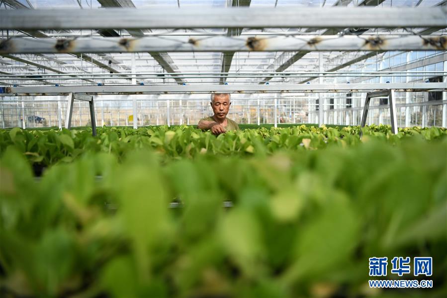 （壯麗70年　奮斗新時(shí)代&mdash;&mdash;推動(dòng)高質(zhì)量發(fā)展調(diào)研行&middot;圖文互動(dòng)）（3）黑龍江賓縣：&ldquo;北菜南銷(xiāo)&rdquo;演繹結(jié)構(gòu)調(diào)整&ldquo;大文章&rdquo; 