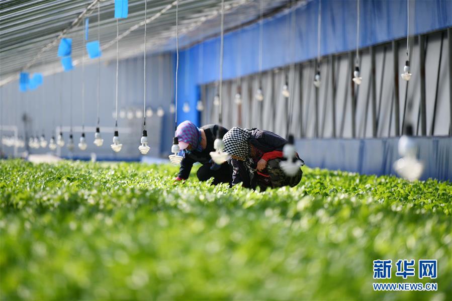 （壯麗70年　奮斗新時(shí)代&mdash;&mdash;推動(dòng)高質(zhì)量發(fā)展調(diào)研行&middot;圖文互動(dòng)）（4）黑龍江賓縣：&ldquo;北菜南銷(xiāo)&rdquo;演繹結(jié)構(gòu)調(diào)整&ldquo;大文章&rdquo; 