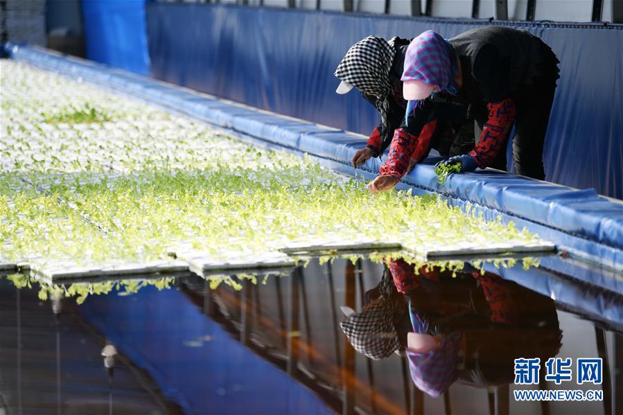 （壯麗70年　奮斗新時(shí)代&mdash;&mdash;推動(dòng)高質(zhì)量發(fā)展調(diào)研行&middot;圖文互動(dòng)）（5）黑龍江賓縣：&ldquo;北菜南銷(xiāo)&rdquo;演繹結(jié)構(gòu)調(diào)整&ldquo;大文章&rdquo; 