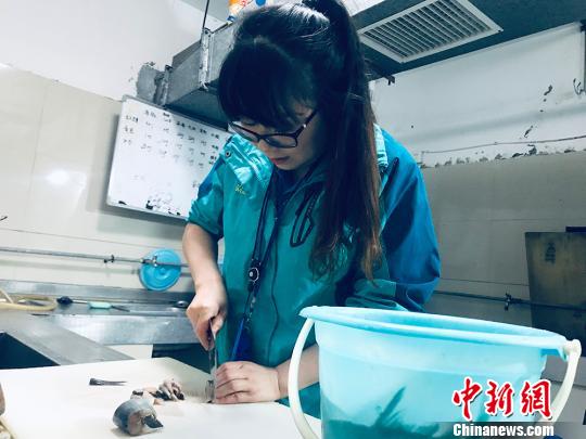 于雅麗在餌料操作間，準(zhǔn)備著動物們的食物?！“瑧c龍 攝