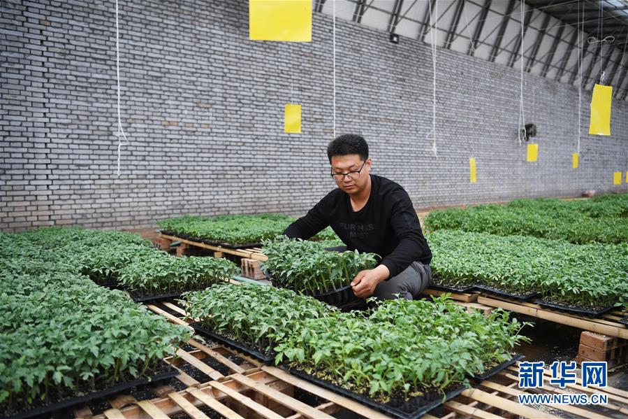 （在習近平新時代中國特色社會主義思想指引下&mdash;&mdash;新時代新作為新篇章&middot;圖文互動）（8）在綠色田野上書寫青春答卷&mdash;&mdash;幾位&ldquo;新農民&rdquo;的返鄉(xiāng)創(chuàng)業(yè)故事