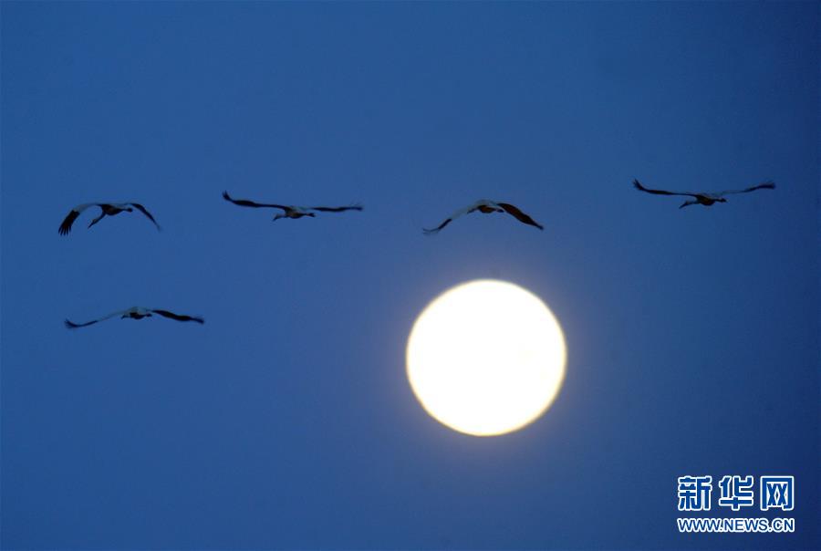 (北京世園會(huì)·圖文互動(dòng))(1)吉林分區(qū)域推進(jìn)生態(tài)保護(hù) 讓綠色發(fā)展底氣更足