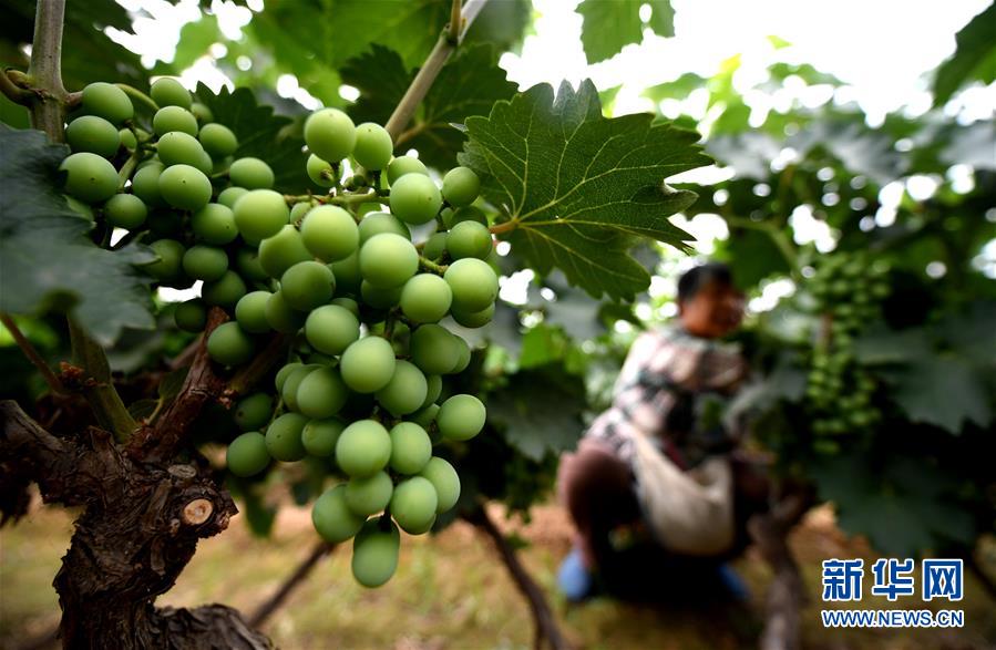 (新華全媒頭條·圖文互動(dòng))(4)一個(gè)傳統(tǒng)農(nóng)業(yè)縣的脫貧之路——來(lái)自河北新河的調(diào)查報(bào)告