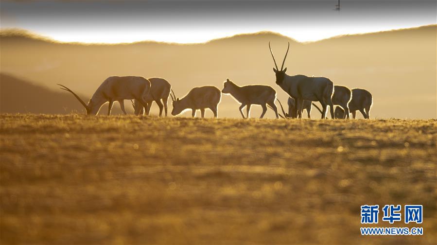 （壯麗70年&middot;奮斗新時(shí)代&mdash;&mdash;共和國(guó)發(fā)展成就巡禮&middot;圖文互動(dòng)）（7）人間奇跡在高原&mdash;&mdash;新中國(guó)成立70年西藏發(fā)展成就紀(jì)實(shí)