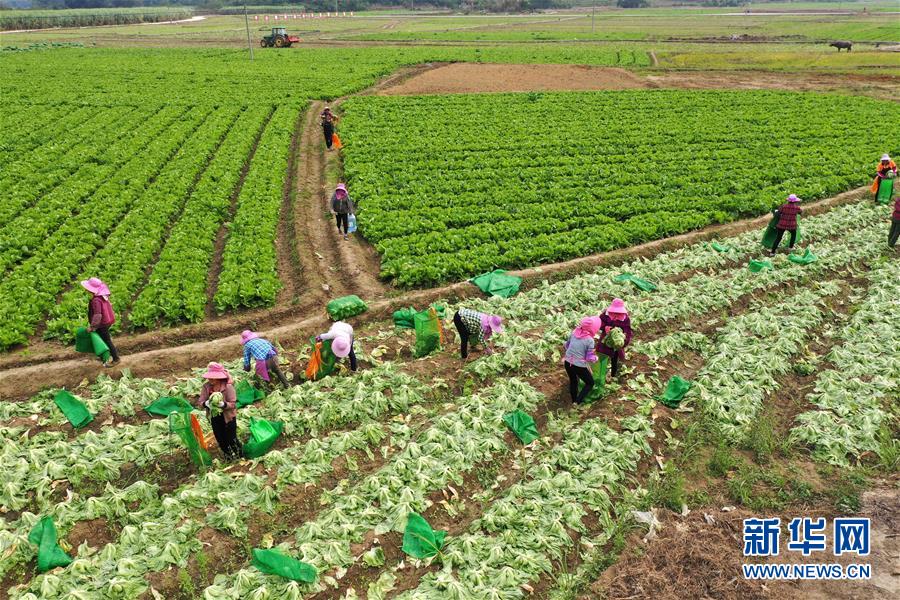 （脫貧攻堅(jiān)&middot;圖文互動）（2）&ldquo;豐收圖&rdquo;里述脫貧