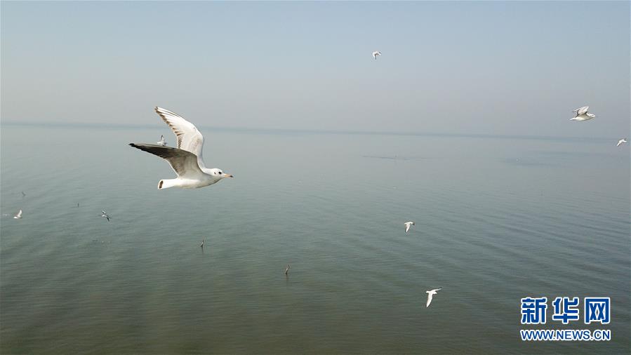 （新華全媒頭條&middot;圖文互動(dòng)）（1）大湖見證&mdash;&mdash;長(zhǎng)三角三大淡水湖綠色發(fā)展之路