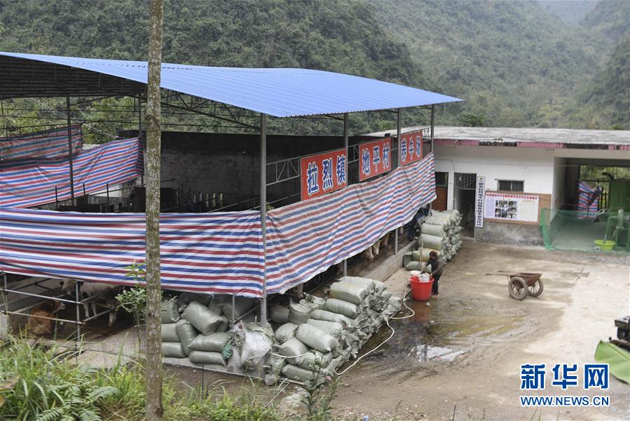 (脫貧攻堅·圖文互動)(2)為了不讓一個貧困戶落下——追記廣西都安縣駐村第一書記黃景教