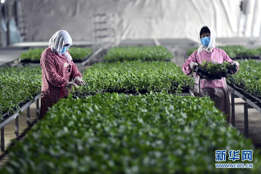 （圖文互動(dòng)）（4）別樣的春耕&mdash;&mdash;來自農(nóng)業(yè)大省山東的春耕備耕見聞