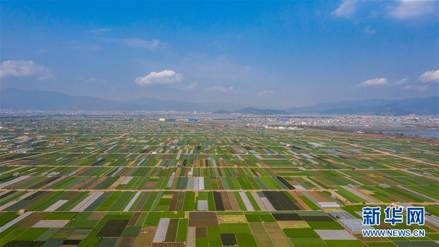 （抓好春耕備耕 穩(wěn)住農(nóng)業(yè)生產(chǎn)&middot;圖文互動(dòng)）（5）&ldquo;栽種的是菜苗，收獲的是希望&rdquo;&mdash;&mdash;云南蔬菜集散地通海縣春耕見聞 