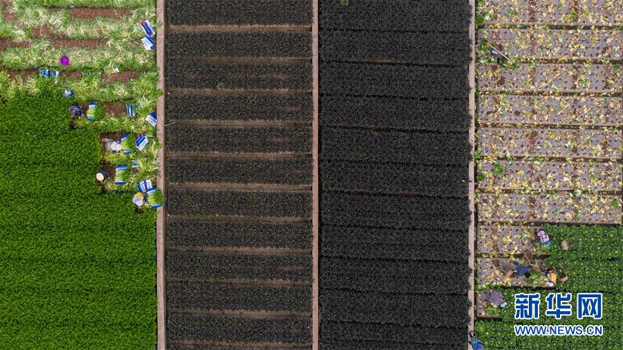 （抓好春耕備耕 穩(wěn)住農(nóng)業(yè)生產(chǎn)&middot;圖文互動(dòng)）（4）&ldquo;栽種的是菜苗，收獲的是希望&rdquo;&mdash;&mdash;云南蔬菜集散地通海縣春耕見聞 