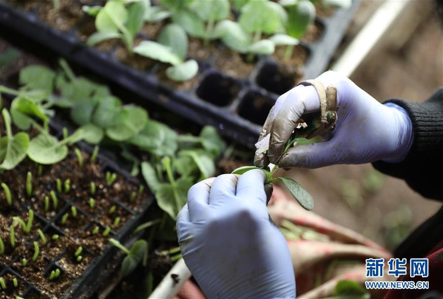 （新華全媒頭條&middot;圖文互動）（4）春色最濃在田間&mdash;&mdash;來自全國春耕備耕的現(xiàn)場觀察