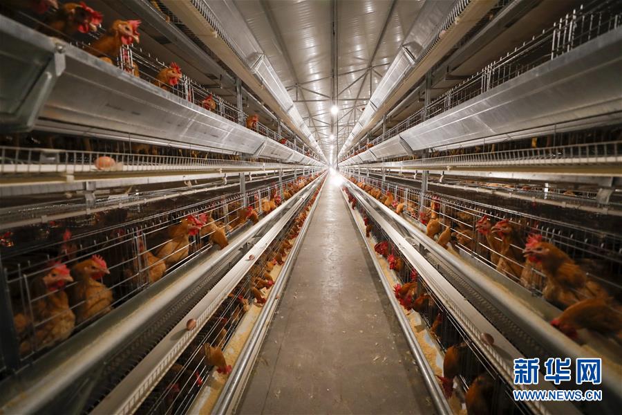 (圖文互動)(1)疏通產(chǎn)業(yè)鏈堵點 保障“菜籃子”供應(yīng)——重慶養(yǎng)殖大區(qū)力促養(yǎng)殖業(yè)補損復(fù)產(chǎn)