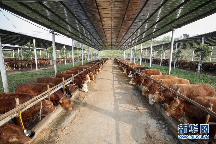 （圖文互動）（4）疏通產(chǎn)業(yè)鏈堵點 保障&ldquo;菜籃子&rdquo;供應&mdash;&mdash;重慶養(yǎng)殖大區(qū)力促養(yǎng)殖業(yè)補損復產(chǎn)